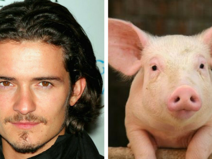 orlando-bloom-cerdo