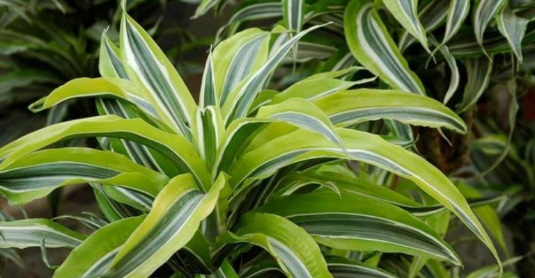 dracena-planta-purificar-aire