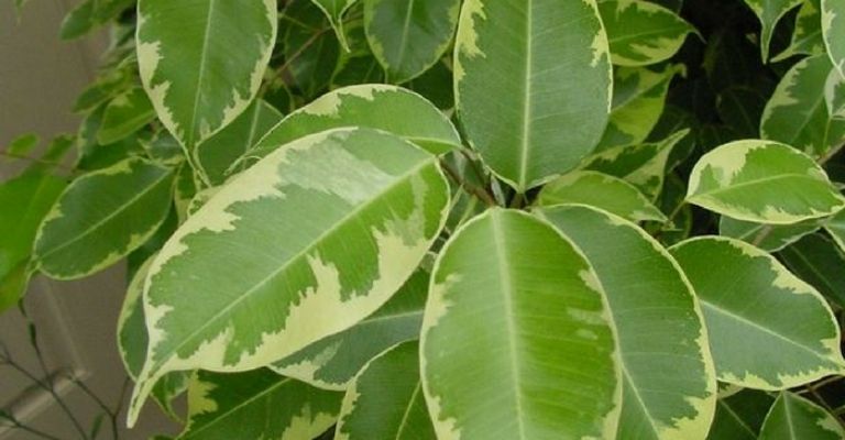 ficus-planta-purificar-aire