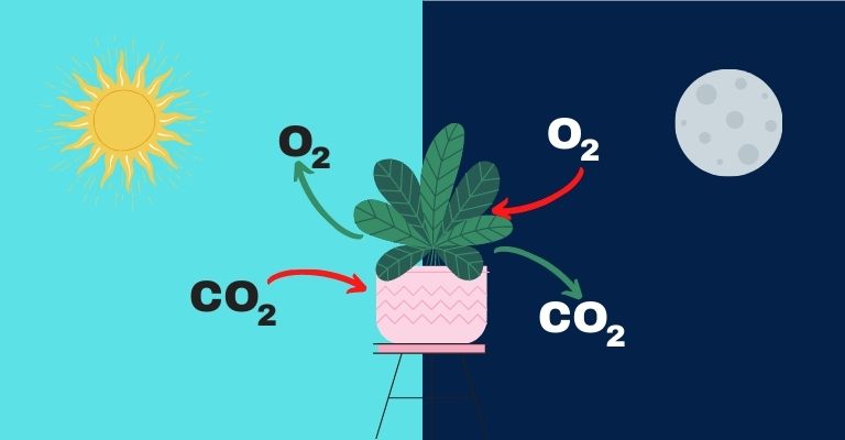 plantas-dormitorio-oxigeno